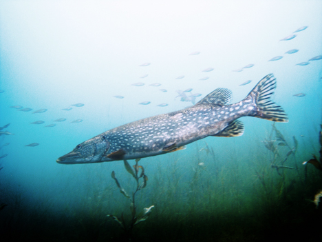 brochet_credit_PieterTerKuile_BD.jpg