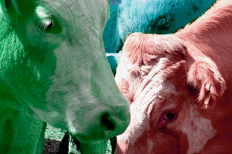 Largeur_edition_FoireauxBestiaux.jpg Largeur_edition_FoireauxBestiaux.jpg